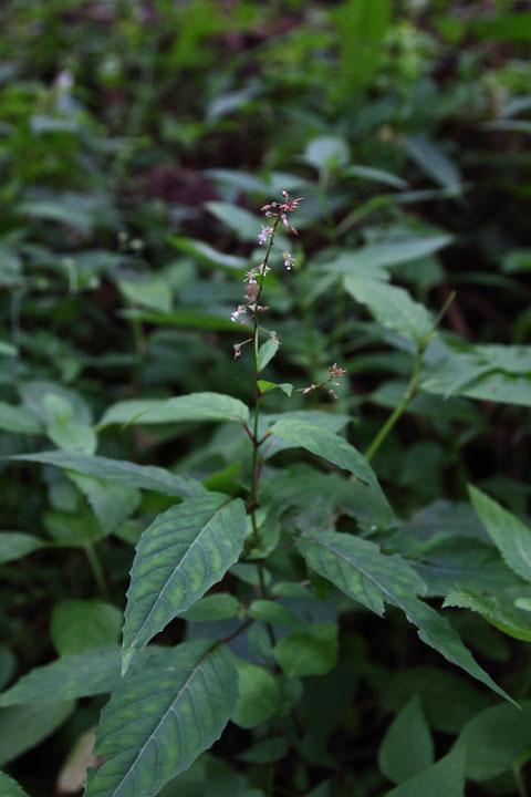 タニタデ (谷蓼)　アカバナ科ミズタマソウ属　Circaea erubescens