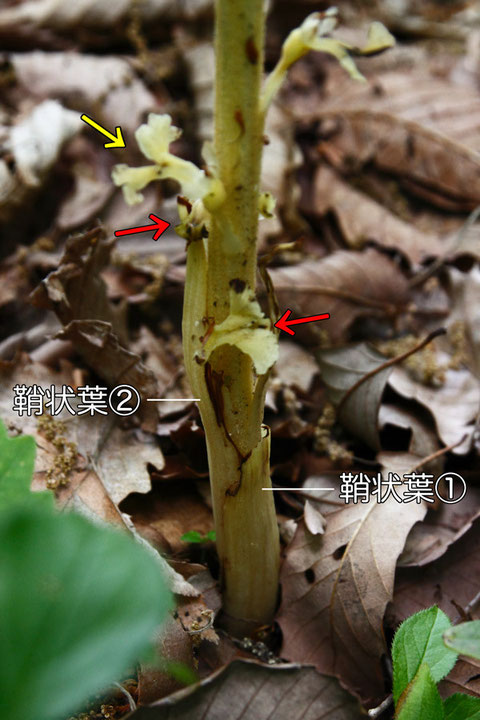 サカネランの茎の基部の様子−１