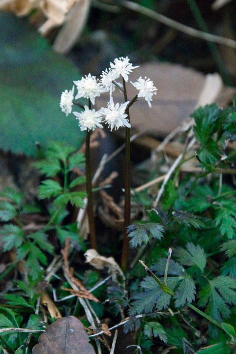 セリバオウレンの雄花