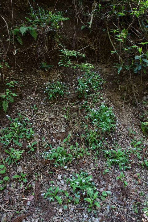 ヤマルリソウは、崩れ落ちそうな、というより崩れ落ちつつある斜面に多い