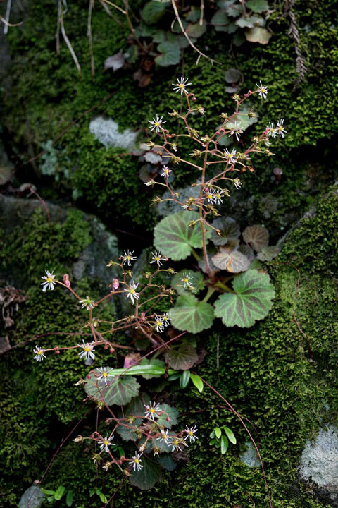 ＃１５ ホシザキユキノシタは湿気のある、苔むした岩が好きなようです