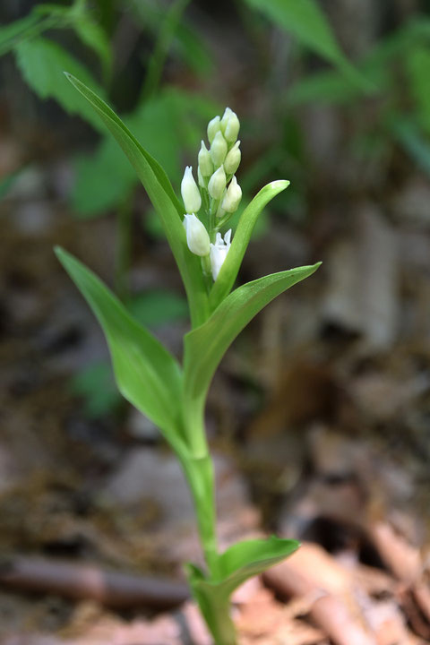 花が少し遅く、固いツボミだった株も、下から開花し始めていた