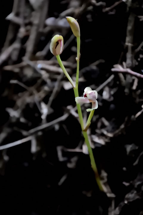 マヤランの菌根菌は、担子菌門のロウタケ属、イボタケ属、ベニタケ属など