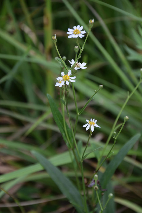 サワシロギク (沢白菊)　キク科 シオン属　　湿原の中にちらほら咲いていました