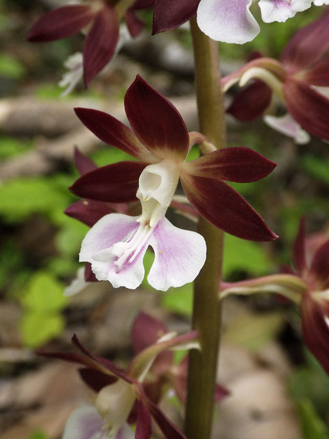 エビネ　ダークブラウンの萼片・側花弁に薄ピンクの唇弁のコントラストが素晴らしい