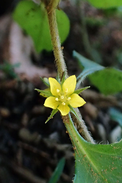 花はサクラソウ科 オカトラノオ属のコナスビ（小茄子）にそっくりだが...