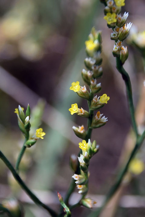 ハマサジ　多数ついた小穂は、稔性の花1個と不稔性の花1個をつけます