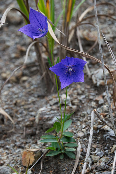 キキョウ (桔梗)　キキョウ科 キキョウ属　　草原ではない場所でした