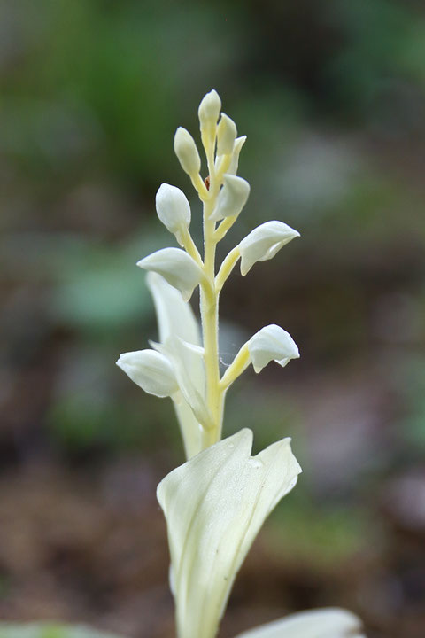 ＃２　アルビノギンランの花序　　開花直前か