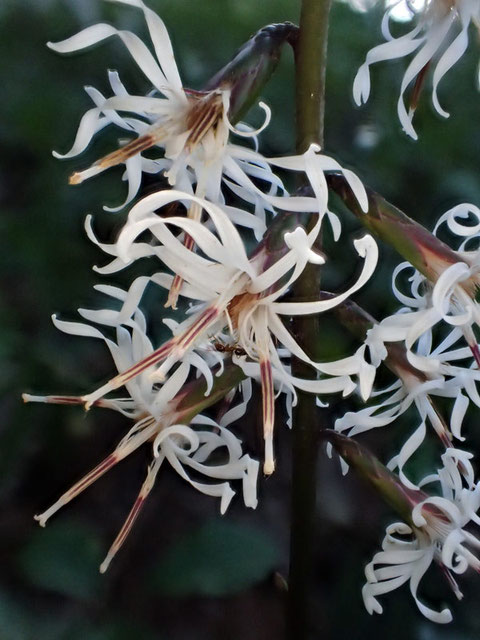 頭花は5個の裂片を持つ3個の小花からなります