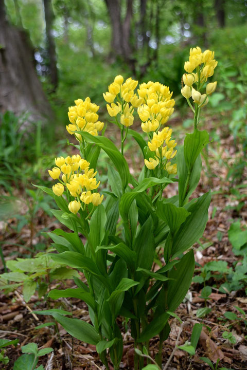 キンラン　特に右端の株の、下方の花の色が薄いです。