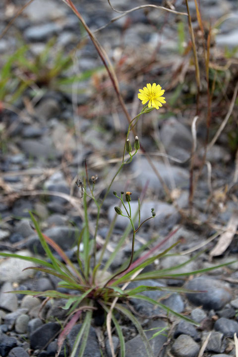 カワラニガナ　この植物も準絶滅危惧　ここでは圧倒的に数が少ない