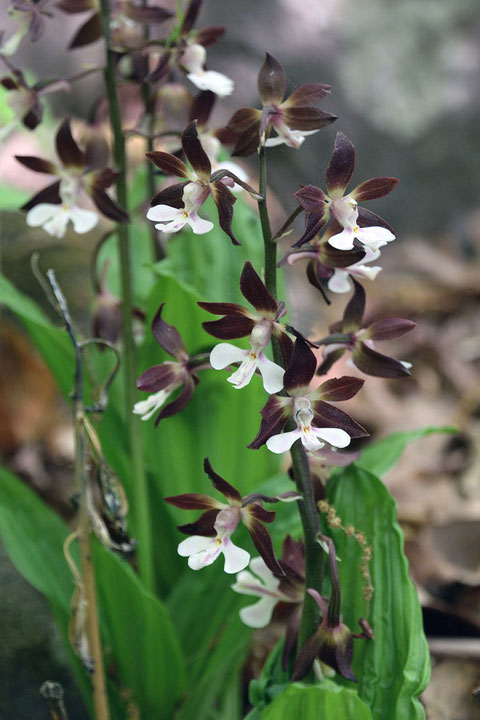 よく見かけるタイプのエビネ。 今年は花が早いが、まだ咲き残っていてくれた。