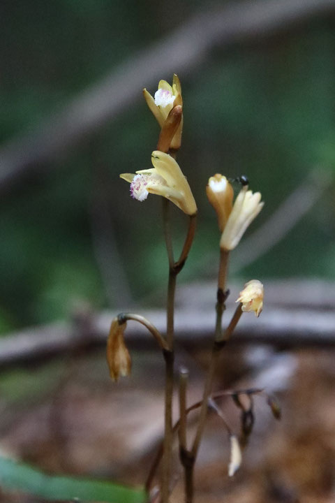 ＃４　ウスキムヨウランの花は、始め上向きに咲く