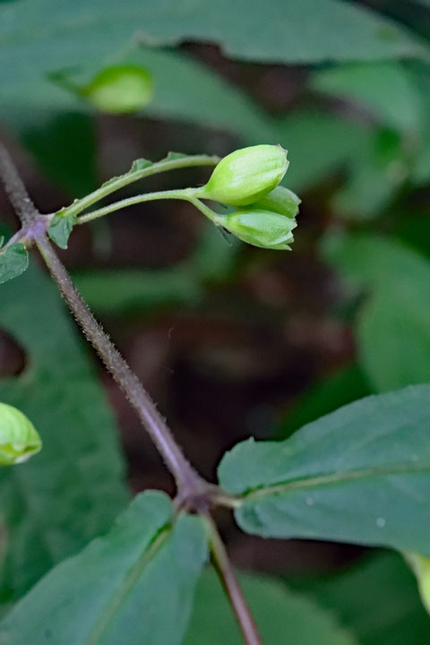 タニジャコウソウの花柄は長く、4cmほど。　黄緑色の丸っこい部分は、筒状の萼です