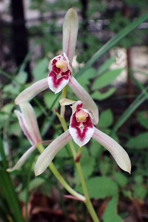 マヤラン　天候のせいか、なかなかこのようにきれいに咲いた花に出逢えない