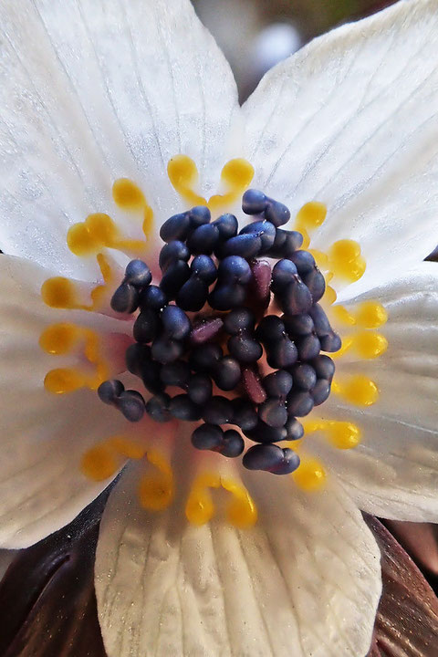 黄色い花弁は先端が2列し、基部は筒状で柄があり、蜜を分泌します。