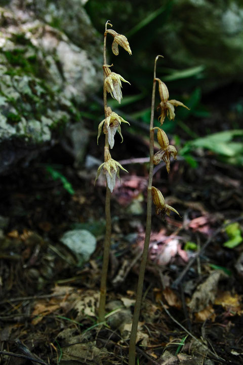 アオキラン　　葉緑素を持たない、菌従属栄養植物　（B地点-1）