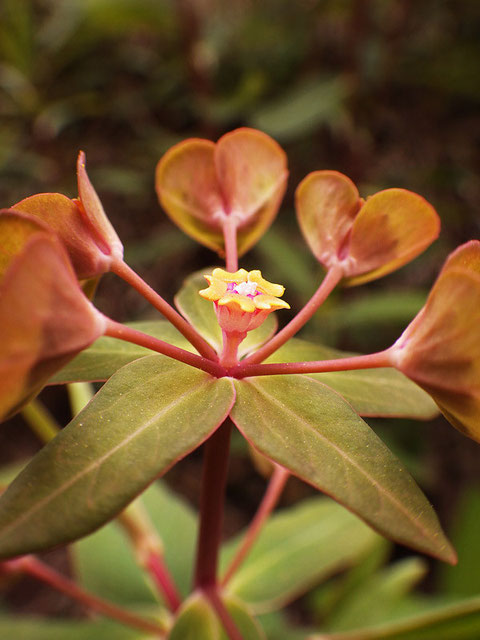 センダイタイゲキ　中心部に白く見えるのは雄花の花粉？　雌花がない分、腺体が１個多いのか？