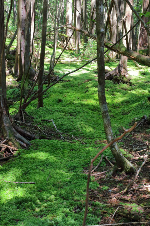 苔の森　なんだか落ち着く