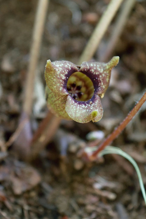 トウゴクサイシンの花