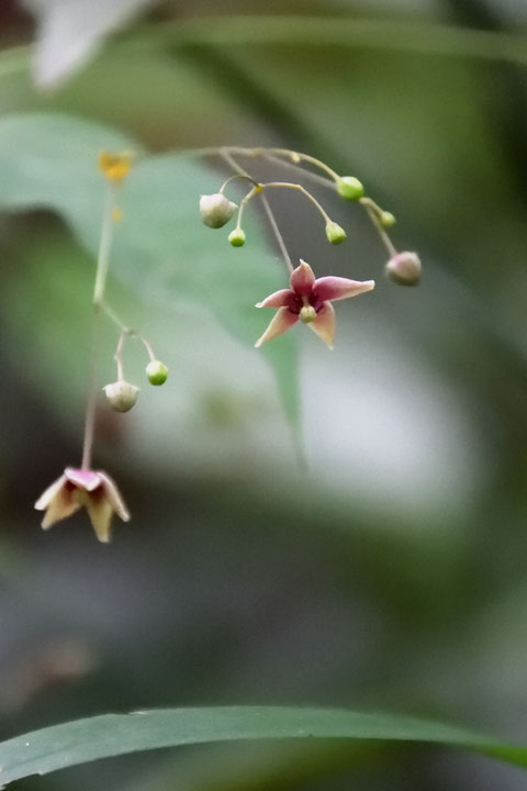 少し色が薄いクサナギオゴケの花があった