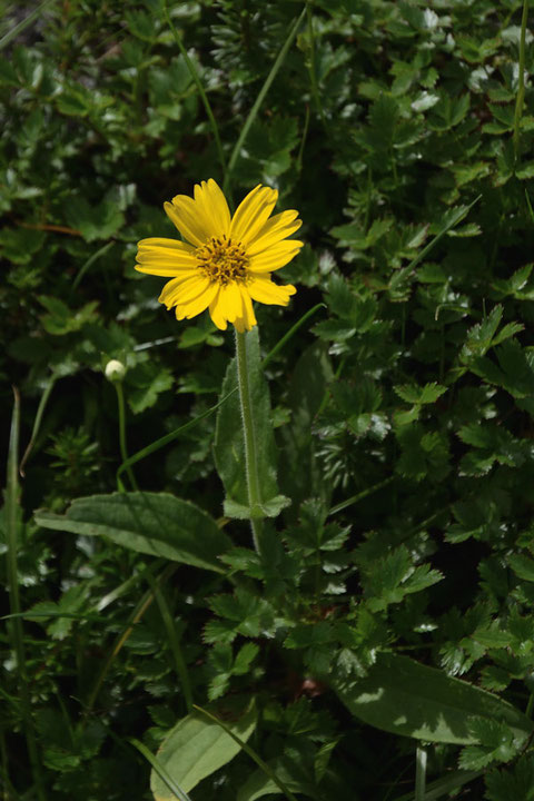 ウサギギク (兎菊)　キク科 ウサギギク属　　兎の耳を思わせる葉の形が名の由来