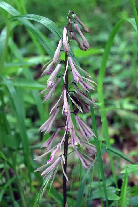 サイハイラン　花序の下部の花は開花していましたが、上部の花はまだツボミ