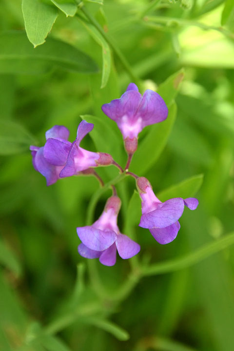 レンリソウの花を上から