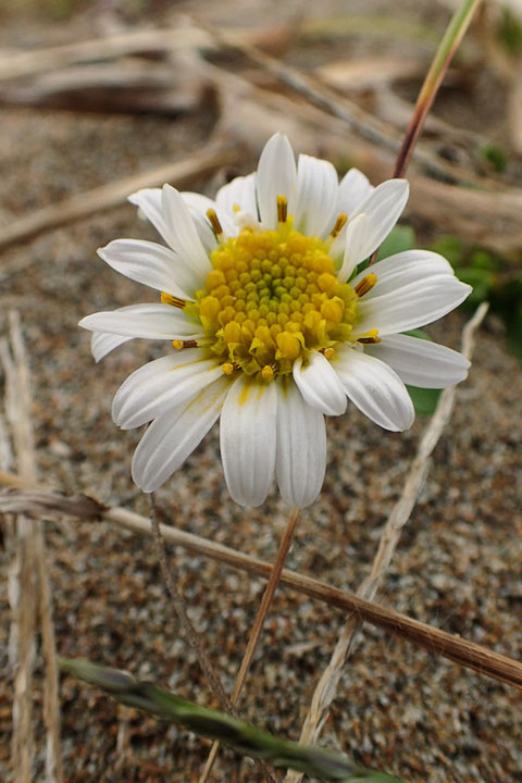 ハマベノギクの白花もあった！