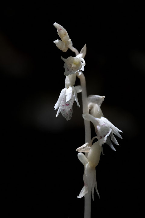 タシロランの花は下向きに咲きます