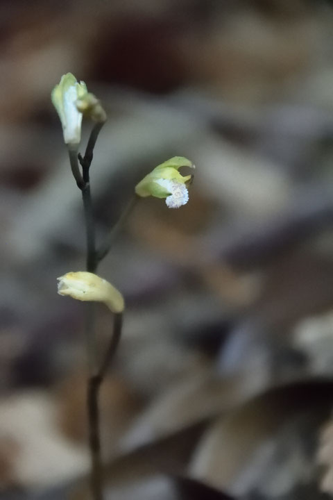 ウスキムヨウラン　　萼がやや緑色がかった花