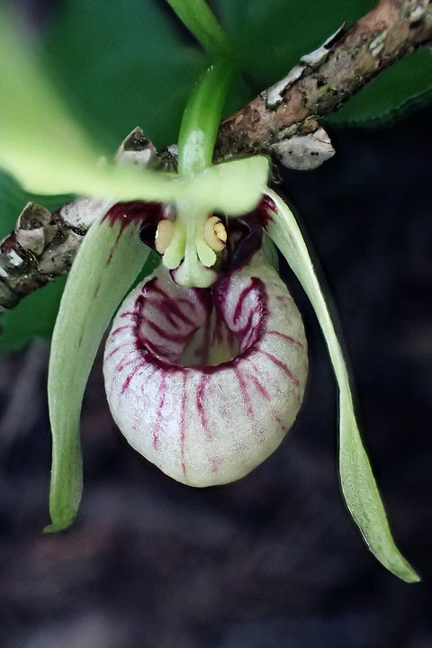 花は開花直後で、各部はとてもフレッシュ。薄クリーム色の花粉塊も見える