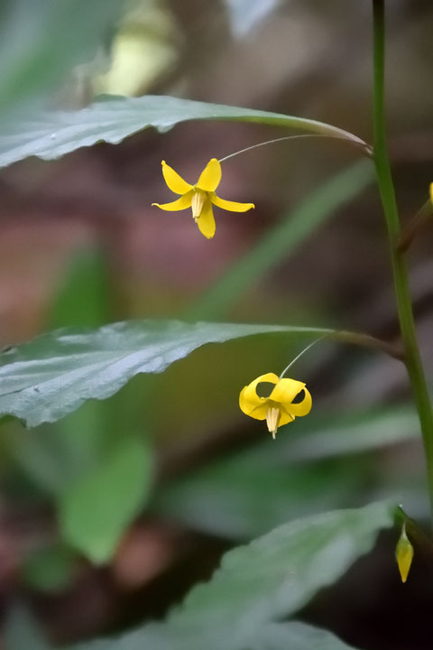 花冠裂片は開花間もなく平開し、その後反り返っていくようです