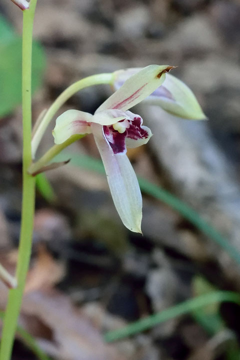 マヤラン　　花粉塊はまだ残っていたが、背萼片の先端は変色し始めていた