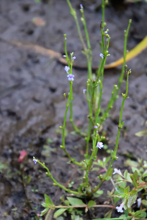 アブノメは、除草剤などを使用していない、良好な環境にのみ育つそうです