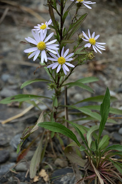 カワラノギクの根生葉は花期には枯れ、茎葉のみになっています