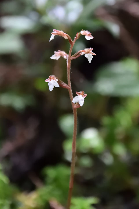 花茎の色は緑色や薄茶色のものがあった