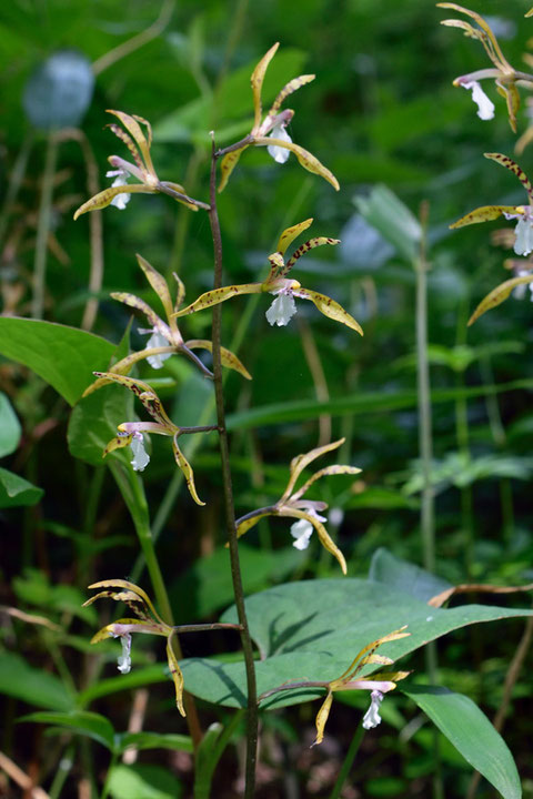 ＃６　トケンランは、8〜10個の花をつける株が多かったです。 この株は8個の花をつけています