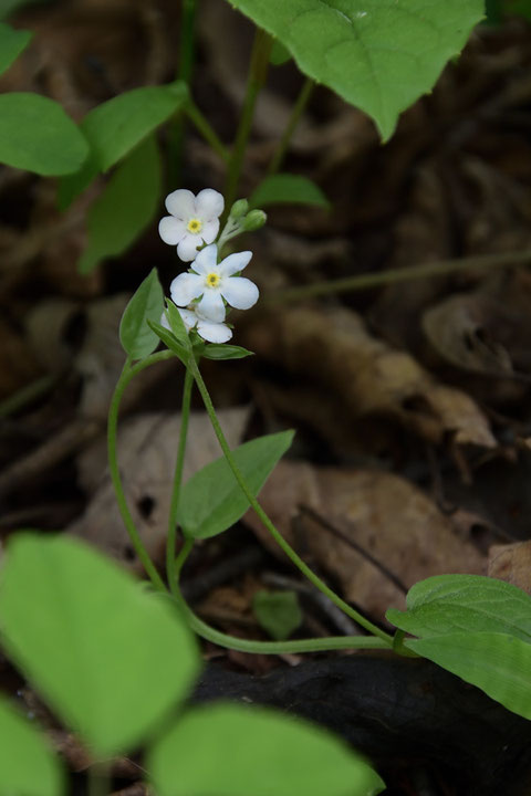 ツルカメバソウは茎も葉もとても柔らかく、デリケートな植物です