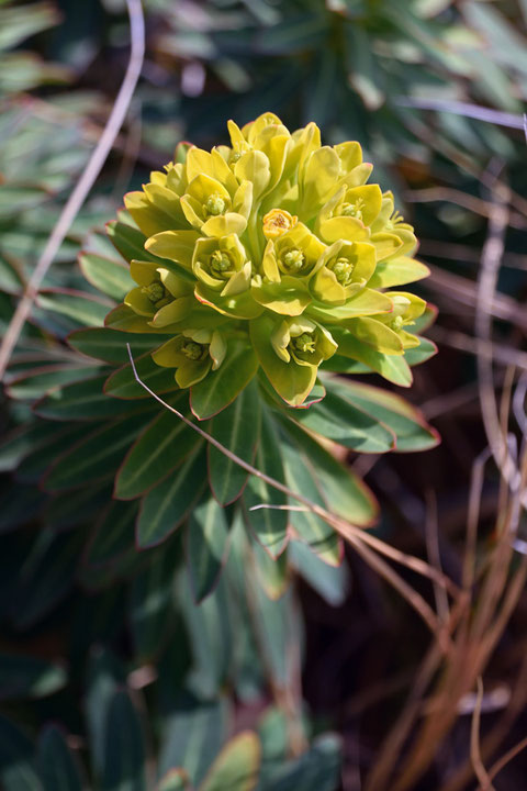 花弁に見える鮮やかな黄色の部分は、苞葉です。　花弁や萼片はありません。