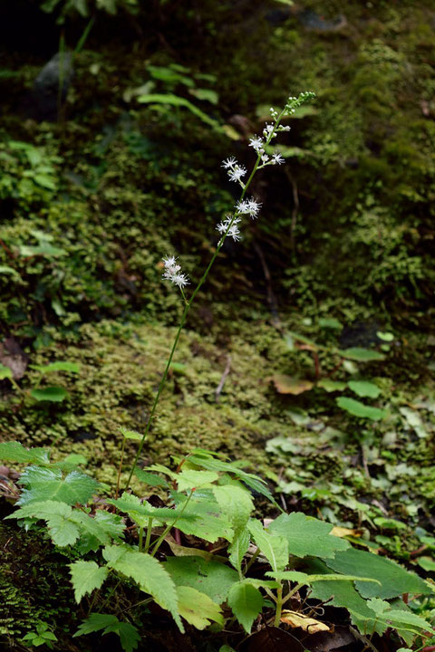 ヒトツバショウマは、静岡・神奈川・山梨の３県の山地の谷沿いに生えます