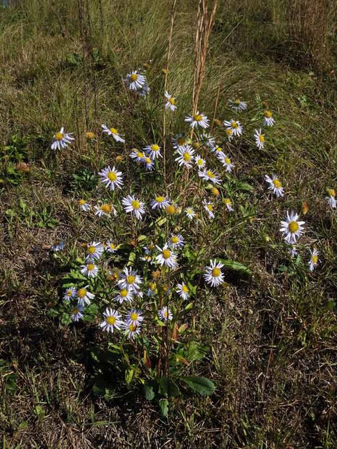 ツツザキヤマジノギク (筒咲山路野菊)　キク科　長野県　2013.10.27