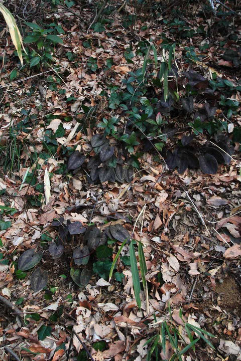 カンアオイ　　2013.02.03　狭山丘陵