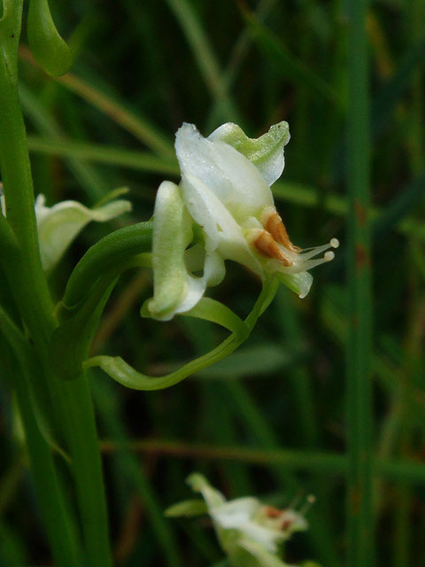 ミズトンボ　カタツムリの目のような部分が粘着体。虫にくっつき、花粉塊がポロリと取れる