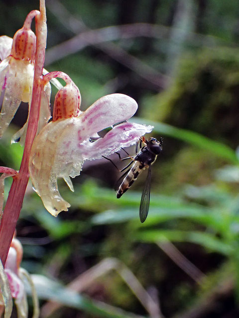 トラキチラン　希少種のため、花に訪れる昆虫の記録も重要です