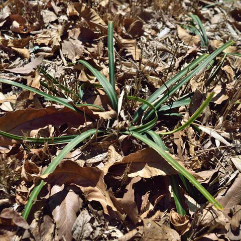 ヒロハノアマナの葉かも？　花茎はまだ伸ばしていない