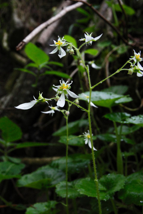 ハルユキノシタの花序は集散状