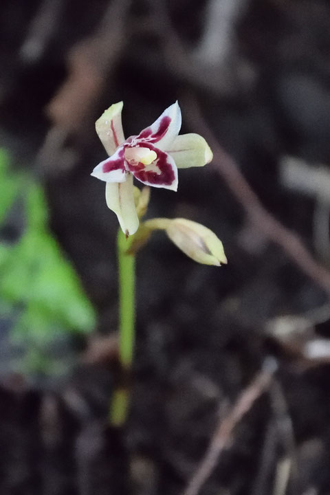 マヤラン　　開花した花もチラホラ