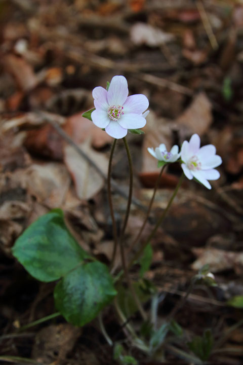 オオミスミソウの花弁に見る部分は萼片で、萼片のすぐ下で緑色の萼片に見える部分は、茎葉です。